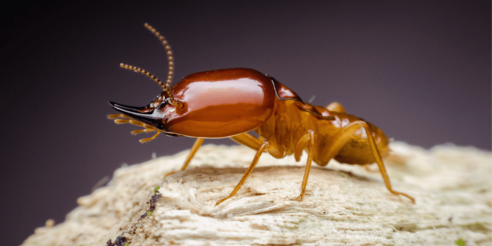 close up of a termite on wood